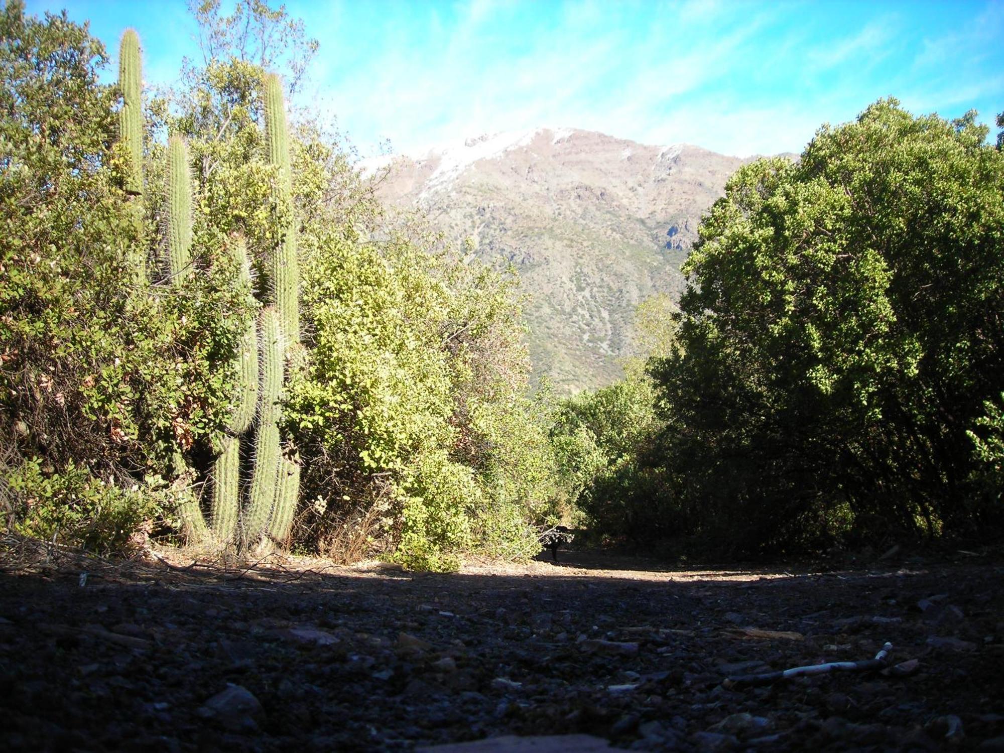 Las Lomitas De Guayacan, Cabanas Y Spa San José de Maipo Eksteriør bilde